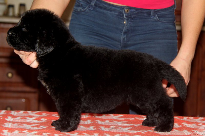 Фото: ньюфаундленд Аквиан Сонг Торнадо