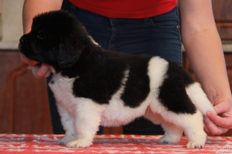 Фото: ньюфаундленд Аквиан Сонг Тайфун