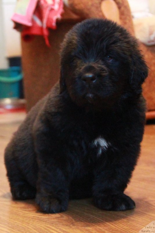 Фото: ньюфаундленд Аквиан Сонг Торнадо