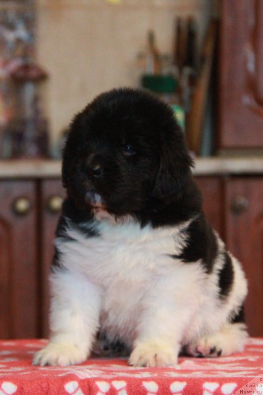 Фото: ньюфаундленд Аквиан Сонг Тайфун