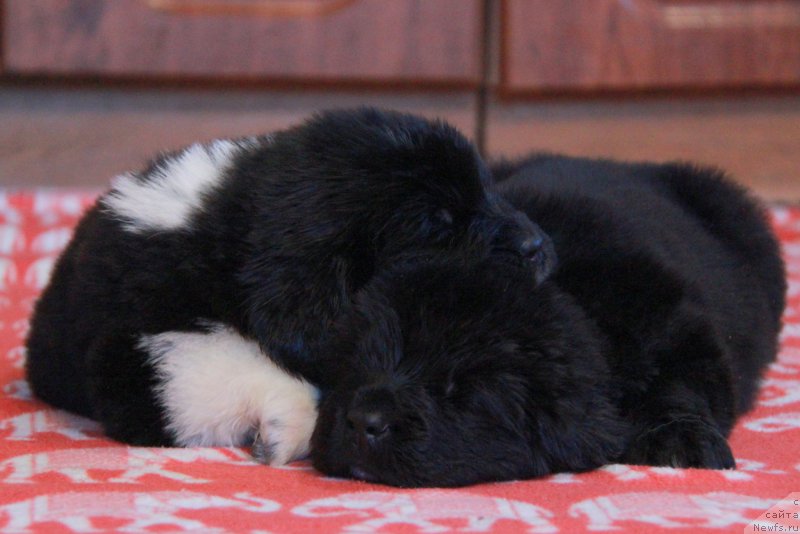 Фото: ньюфаундленд Аквиан Сонг Тайфун, ньюфаундленд Аквиан Сонг Торнадо