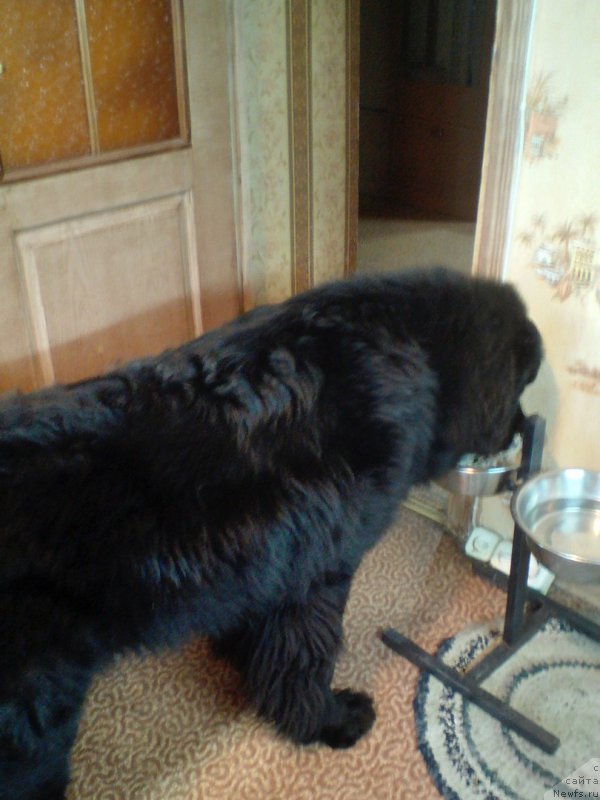 Фотография № 217647