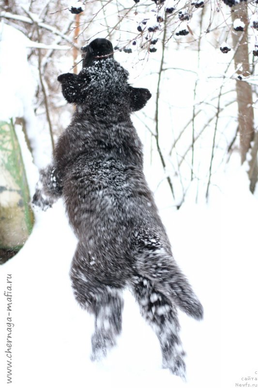 Фотография № 217651