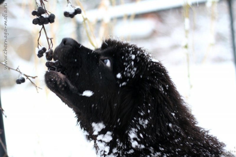 Фото: ньюфаундленд Черная Мафия Бекаусе И Ам Вортх Ит (Chernaya Mafia Because I Am Worth It)