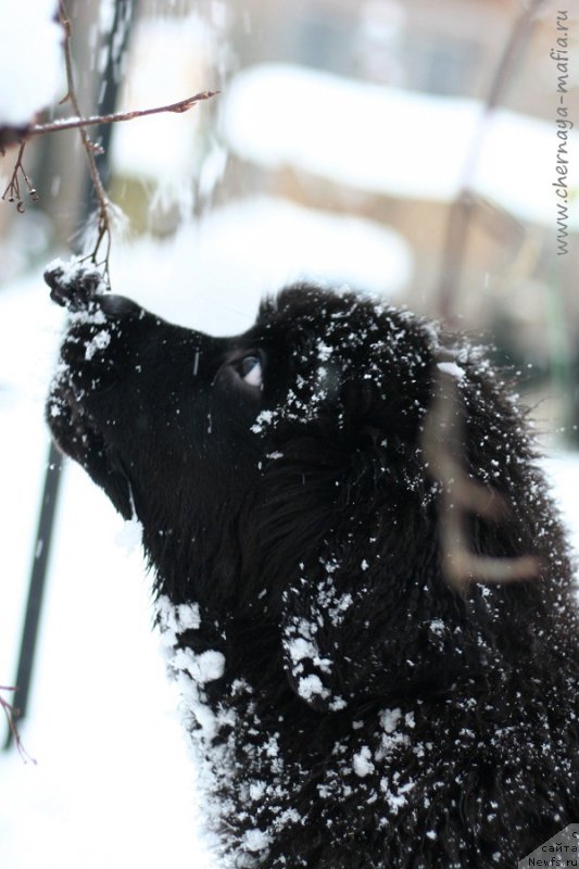 Фотография № 217653