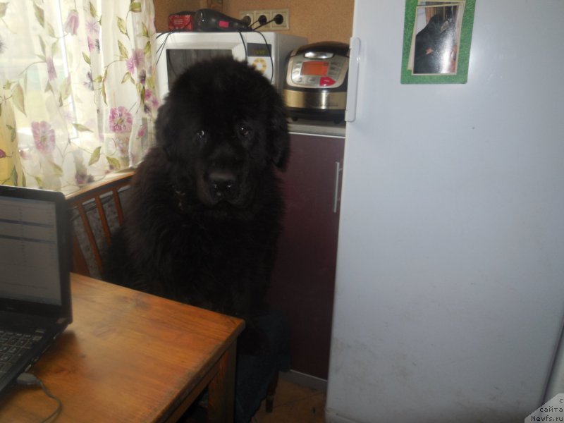 Фото: ньюфаундленд Топтыжка Николетта