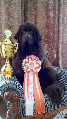 Фото: ньюфаундленд Браунблад МСК Сабина Эстер (Brownblood MSK Sabina Ester), ньюфаундленд Браунблад МСК Сабина Эстер (Brownblood MSK Sabina Ester)