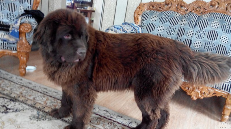 Фото: ньюфаундленд Браунблад МСК Сабина Эстер (Brownblood MSK Sabina Ester), ньюфаундленд Браунблад МСК Сабина Эстер (Brownblood MSK Sabina Ester)