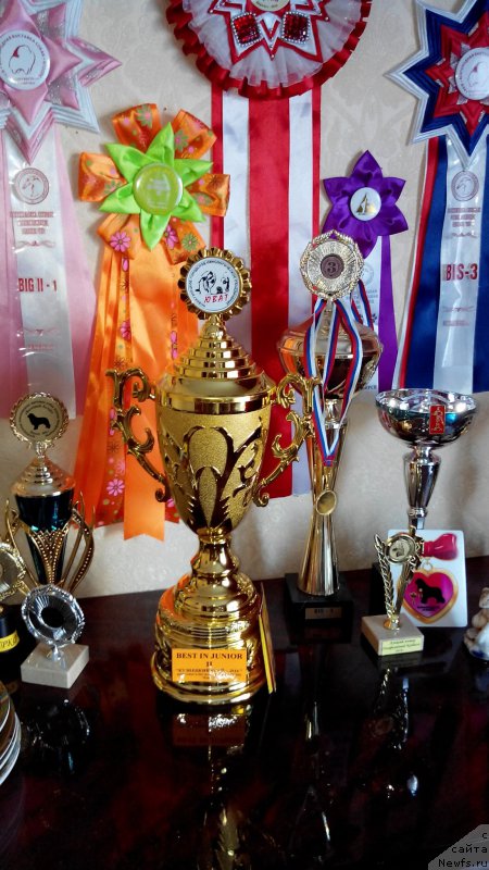 Фото: ньюфаундленд Браунблад МСК Сабина Эстер (Brownblood MSK Sabina Ester), ньюфаундленд Браунблад МСК Сабина Эстер (Brownblood MSK Sabina Ester)