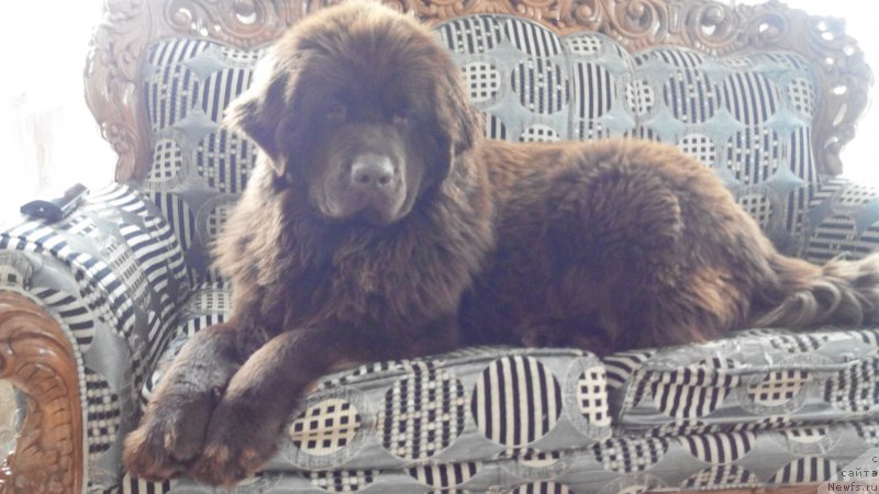 Фото: ньюфаундленд Браунблад МСК Сабина Эстер (Brownblood MSK Sabina Ester)