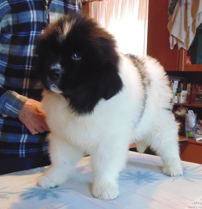 Фото: ньюфаундленд Варвара Краса от Карельских Медведей