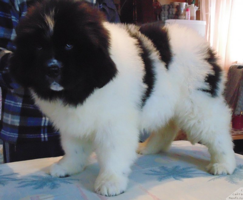 Фото: ньюфаундленд Варвара Краса от Карельских Медведей