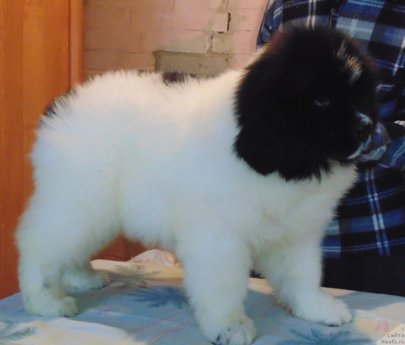 Фото: ньюфаундленд Варвара Краса от Карельских Медведей