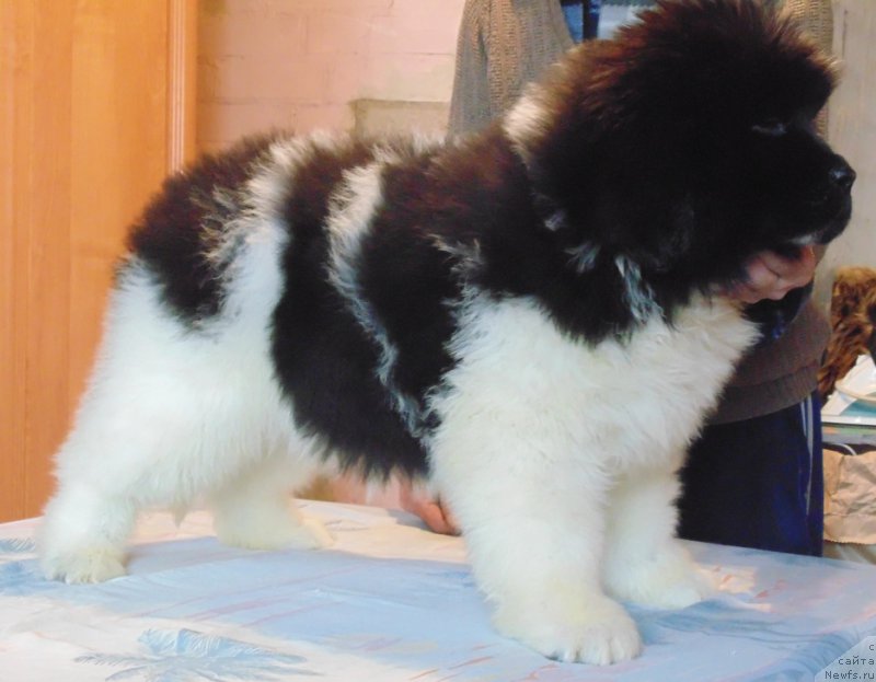 Фото: ньюфаундленд Водолей от Карельских Медведей