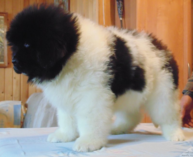 Фото: ньюфаундленд Водолей от Карельских Медведей