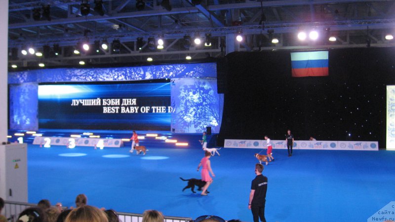 Фото: ньюфаундленд Парки из Антаграда (Parki is Antagrada)