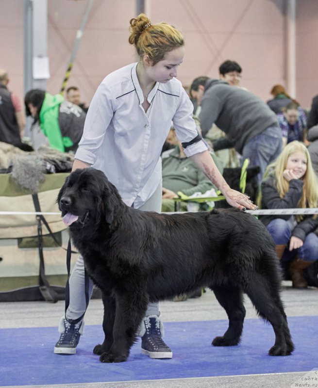 Фото: ньюфаундленд Парки из Антаграда (Parki is Antagrada)