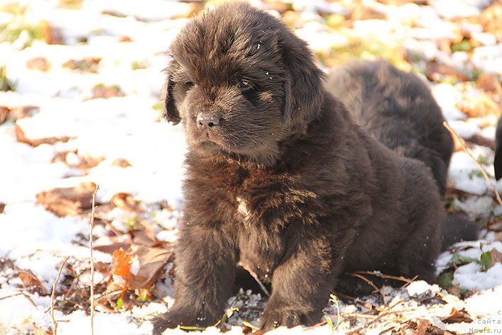 Фото: Козырный Туз с Берега Дона