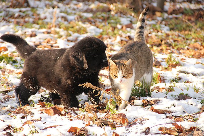 Фотография № 217686