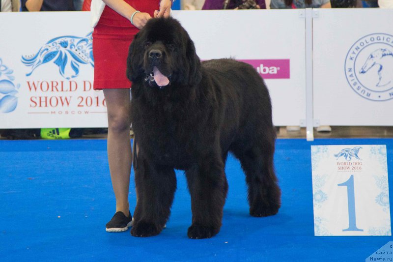 Фото: ньюфаундленд Сент Джонс Лавин Стэар (Sent Djons Loving Stare)