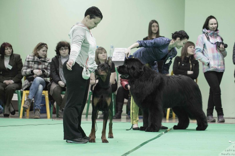 Фото: ньюфаундленд Сент Джонс Лавин Стэар (Sent Djons Loving Stare)