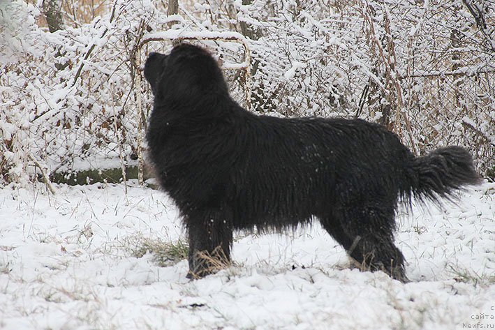 Фотография № 217710