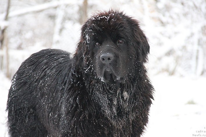 Фотография № 217713