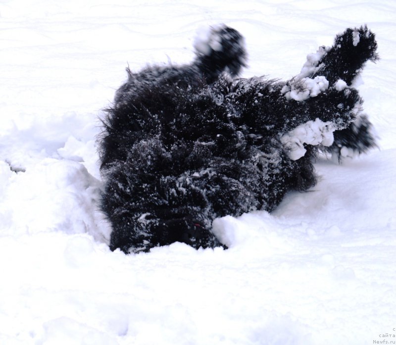 Фото: ньюфаундленд Чарующий Чезарио (Charuyuschiy Chezario)