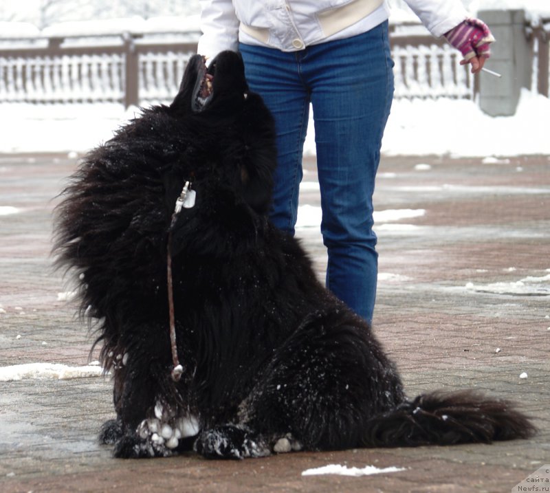 Фото: ньюфаундленд Чарующий Чезарио (Charuyuschiy Chezario)