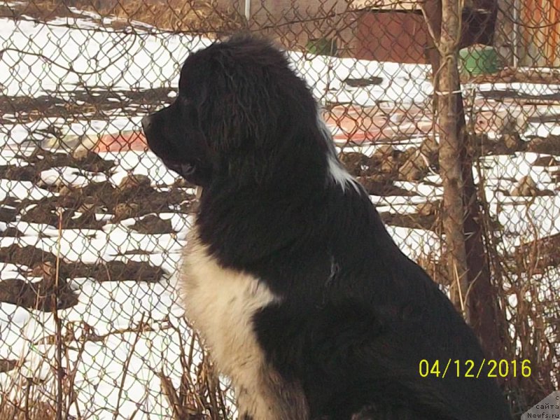 Фото: ньюфаундленд Селин Дион