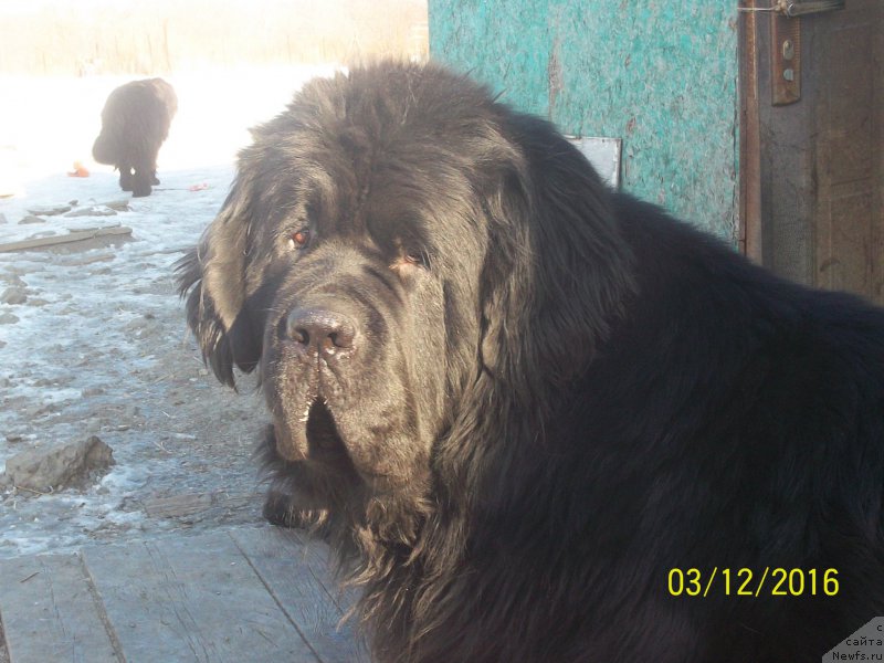 Фото: ньюфаундленд Супер Премиум Линиэль Дайлиррин (Super Premium Liniel Daylirring)