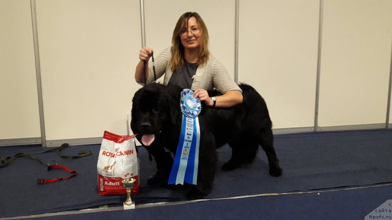 Фото: ньюфаундленд Белкондер-Клаб Ямайка Блю Маунтин (Belkonder-Club Jamaica Blue Mountin)