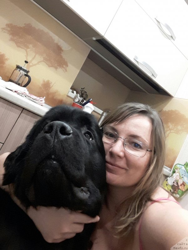 Фото: ньюфаундленд Белкондер-Клаб Ямайка Блю Маунтин (Belkonder-Club Jamaica Blue Mountin)