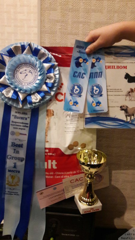 Фото: ньюфаундленд Белкондер-Клаб Ямайка Блю Маунтин (Belkonder-Club Jamaica Blue Mountin)