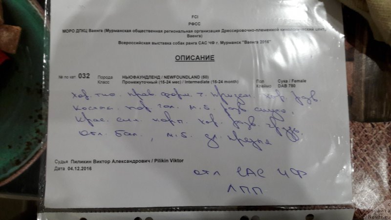 Фото: ньюфаундленд Белкондер-Клаб Ямайка Блю Маунтин (Belkonder-Club Jamaica Blue Mountin)