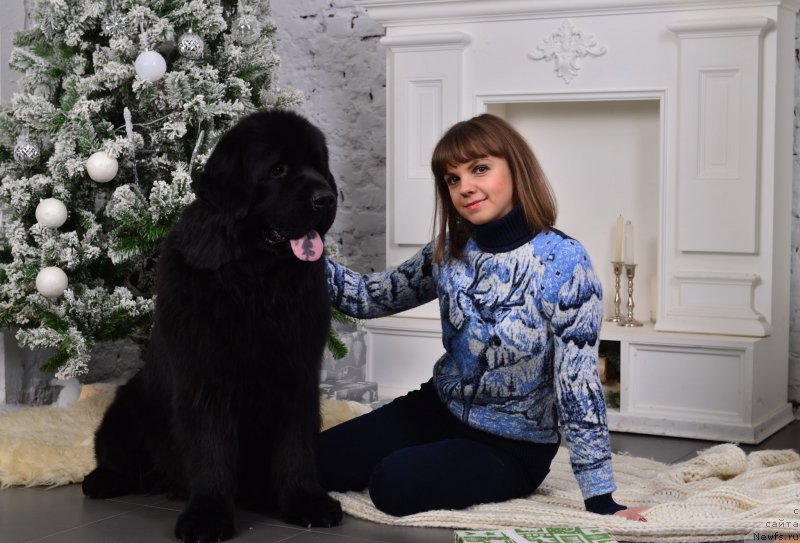 Фото: ньюфаундленд Нью-Пом-Шир Бонд Джеймс, ньюфаундленд Нью-Пом-Шир Бонд Джеймс, Галина Россошанская