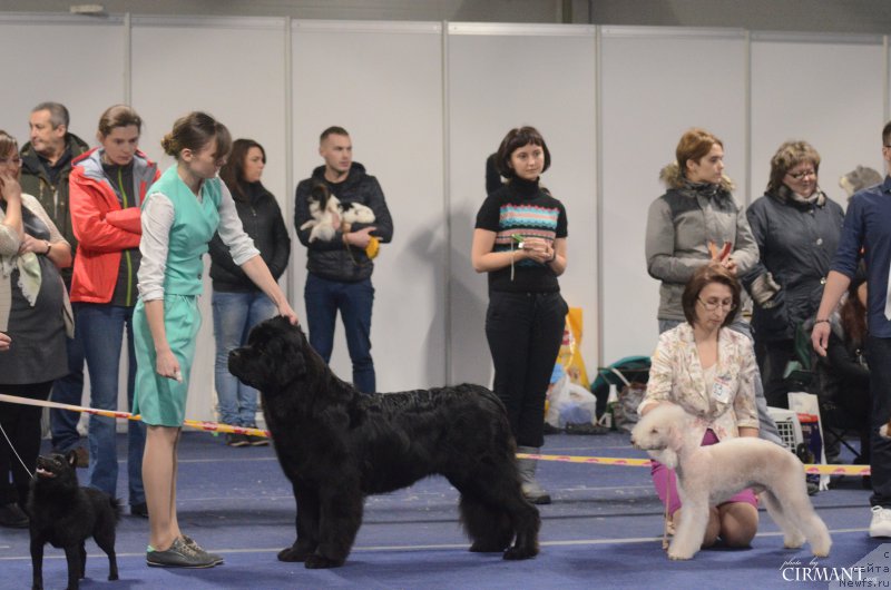 Фото: ньюфаундленд Белкондер-Клаб Ямайка Блю Маунтин (Belkonder-Club Jamaica Blue Mountin)