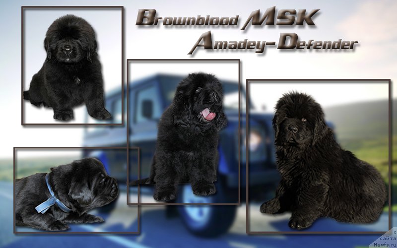 Фото: ньюфаундленд Браунблад МСК Амадей-Дефендер (Brownblood MSK Amadey-Defender)