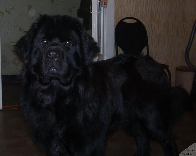 Фото: ньюфаундленд Египетский Фараон