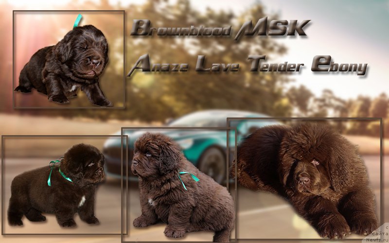 Фото: ньюфаундленд Браунблад МСК Аназер Лав Тендер Эбони (Brownblood MSK Another Love Tender Ebony)