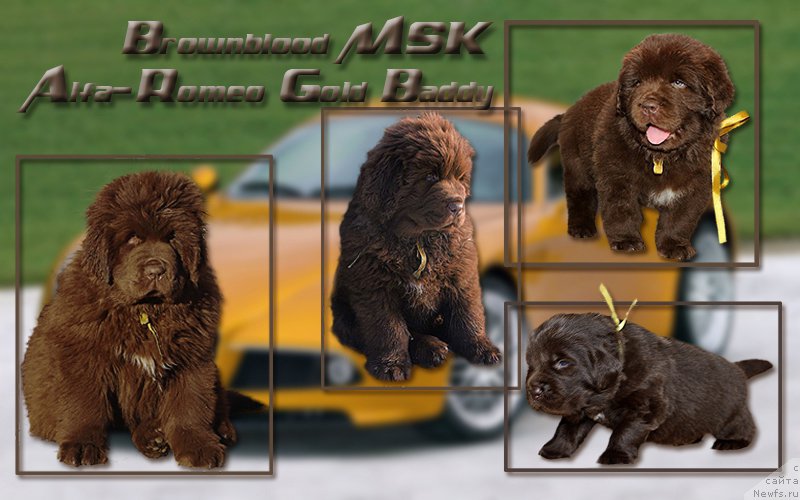 Фото: ньюфаундленд Браунблад МСК Альфа-Ромео Голд Бадди (Brownblood MSK Alfa-Romeo Gold Baddy)