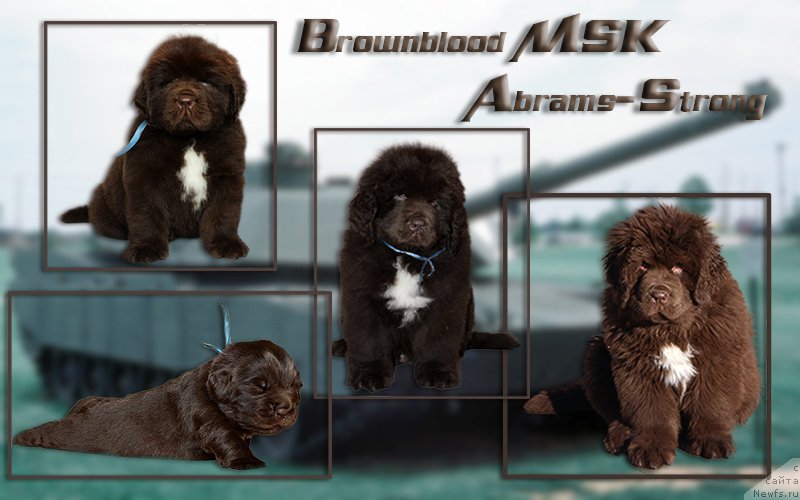 Фото: ньюфаундленд Браунблад МСК Абрамс-Стронг (Brownblood MSK Abrams-Strong)