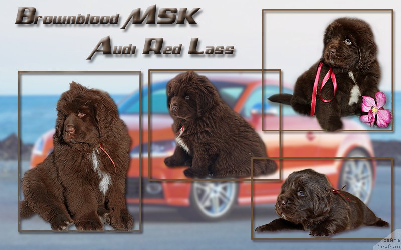 Фото: ньюфаундленд Браунблад МСК Ауди Рэд Лэсс (Brownblood MSK Audi Red Less)
