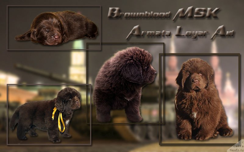 Фото: ньюфаундленд Браунблад МСК Армата Лойар Аид (Brownblood MSK Armata Loyar Aid)