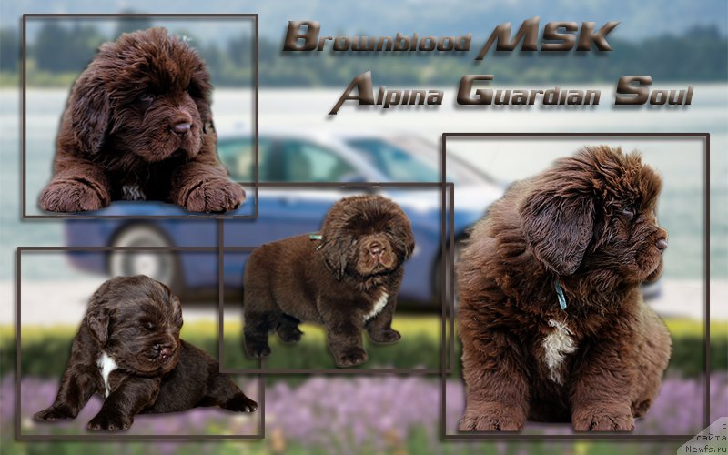 Фото: ньюфаундленд Браунблад МСК Альпина Гуардиан Соул (Brownblood MSK Alpina Guardian Soul)