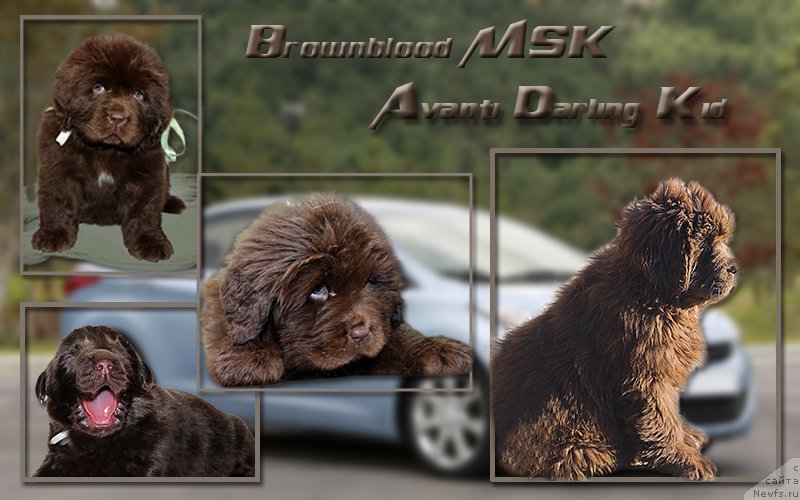 Фото: ньюфаундленд Браунблад МСК Аванти Дарлинг Кид (Brownblood MSK Avanti Darling Kid)