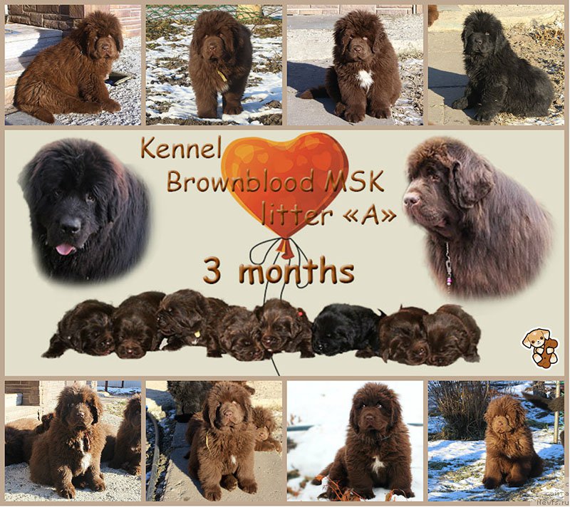 Фото: ньюфаундленд Мерседес Вялiкi Мядзведзь (Mercedes Vialiki Miadzvedz), ньюфаундленд Vaskipuron Hercules Hirmuinen, ньюфаундленд Браунблад МСК Амадей-Дефендер (Brownblood MSK Amadey-Defender), ньюфаундленд Браунблад МСК Аназер Лав Тендер Эбони (Brownblood MSK Another Love Tender Ebony), ньюфаундленд Браунблад МСК Альфа-Ромео Голд Бадди (Brownblood MSK Alfa-Romeo Gold Baddy), ньюфаундленд Браунблад МСК Абрамс-Стронг (Brownblood MSK Abrams-Strong), ньюфаундленд Браунблад МСК Ауди Рэд Лэсс (Brownblood MSK Audi Red Less), ньюфаундленд Браунблад МСК Армата Лойар Аид (Brownblood MSK Armata Loyar Aid), ньюфаундленд Браунблад МСК Альпина Гуардиан Соул (Brownblood MSK Alpina Guardian Soul), ньюфаундленд Браунблад МСК Аванти Дарлинг Кид (Brownblood MSK Avanti Darling Kid)