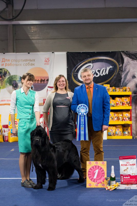 Фото: ньюфаундленд Белкондер-Клаб Ямайка Блю Маунтин (Belkonder-Club Jamaica Blue Mountin)