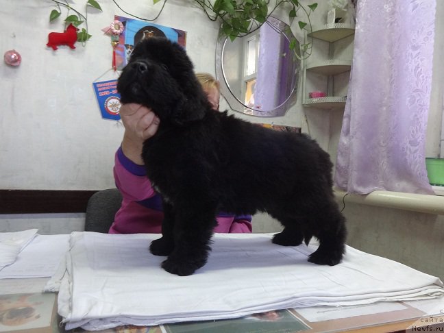 Фотография № 217776