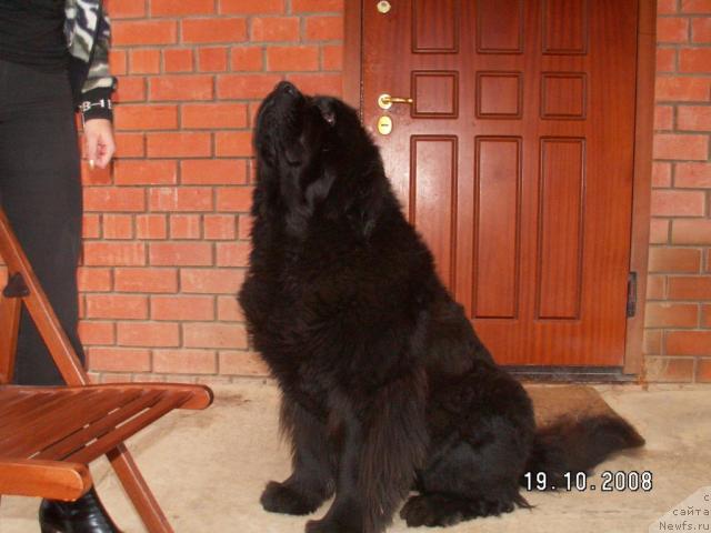 Фото: ньюфаундленд Казанова Большой Друг